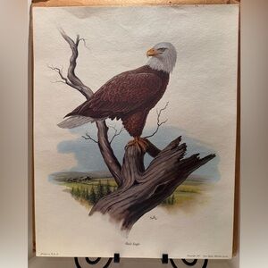 8 Don Blake Lithographs 1974 & 1977 Wildlife studios